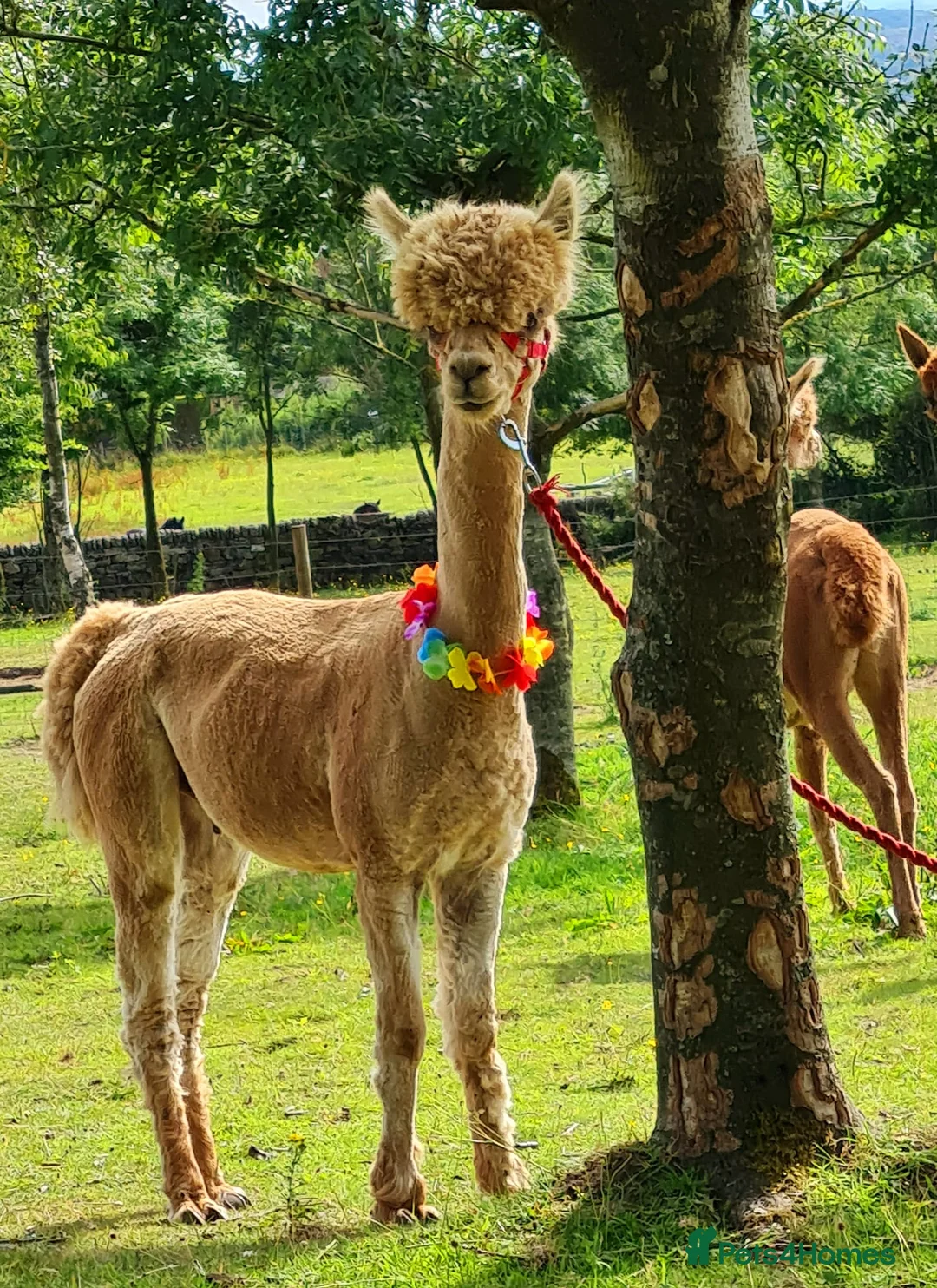 Alpaca livestock for sale: Walking boys - Advert 5