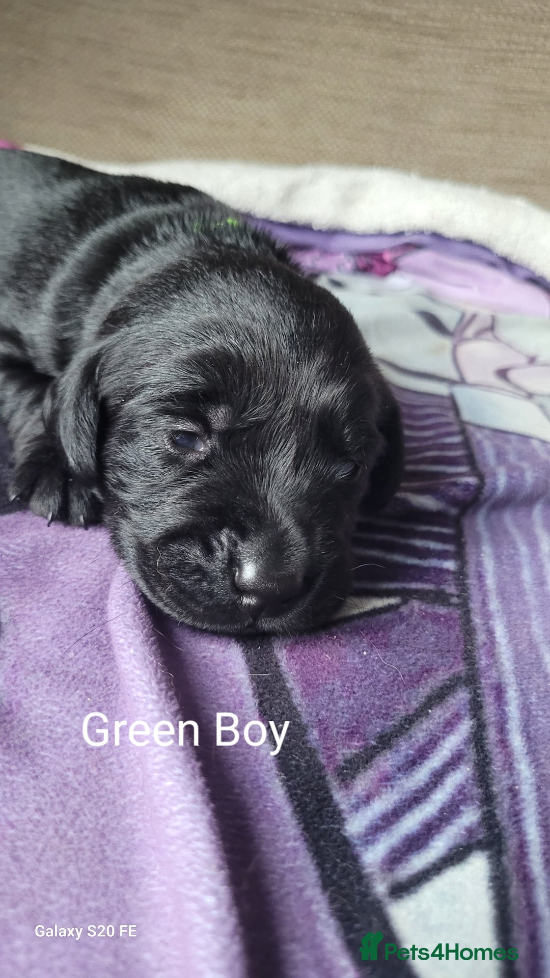 Labrador Retriever dogs for sale: 6 beautiful Labrador (all reserved)  - Advert 32