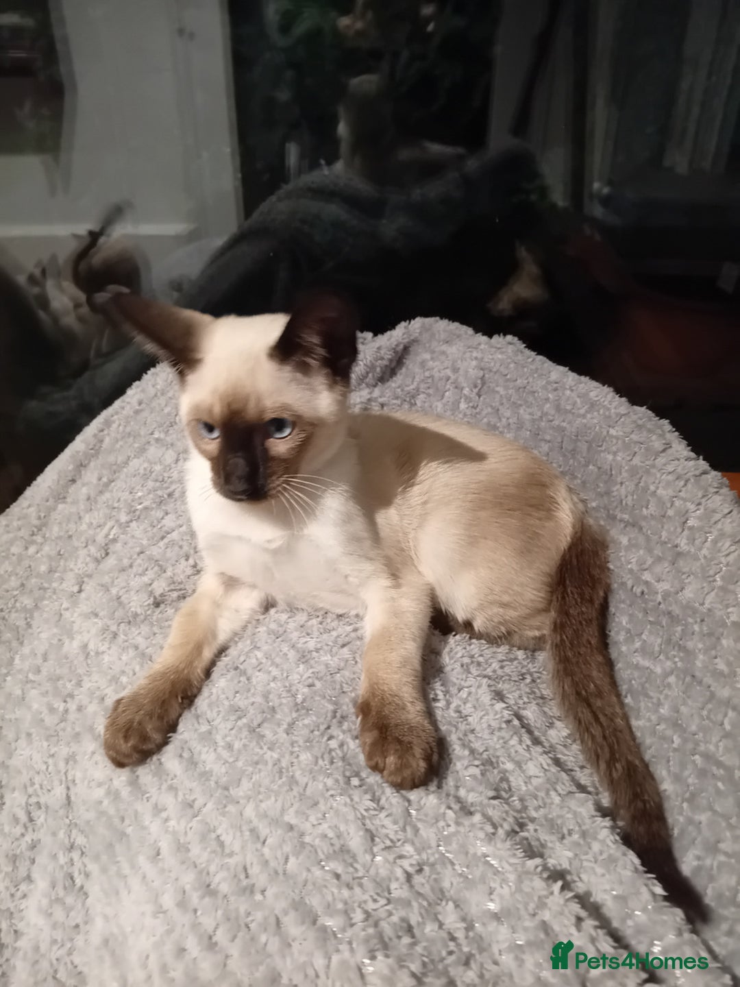 Siamese cats for sale: Traditional seal point boy kitten - Advert 4