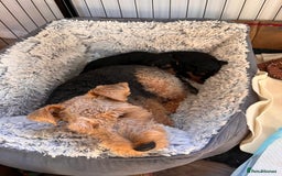 Welsh Terrier dogs for sale: Top Quality Welsh Terrier Male Puppies for Sale - Advert 11