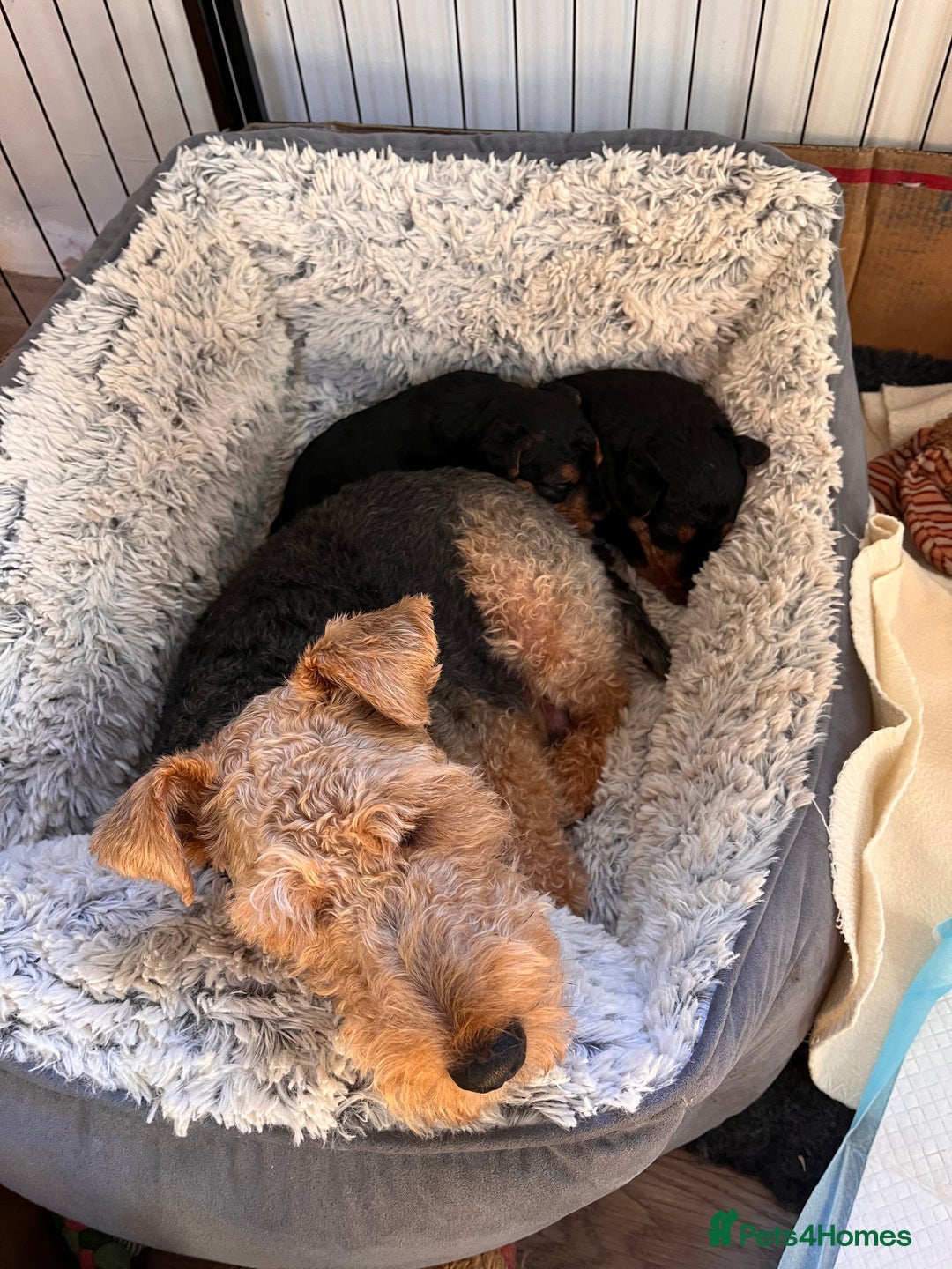 Welsh Terrier dogs for sale: Top Quality Welsh Terrier Male Puppies for Sale - Advert 11