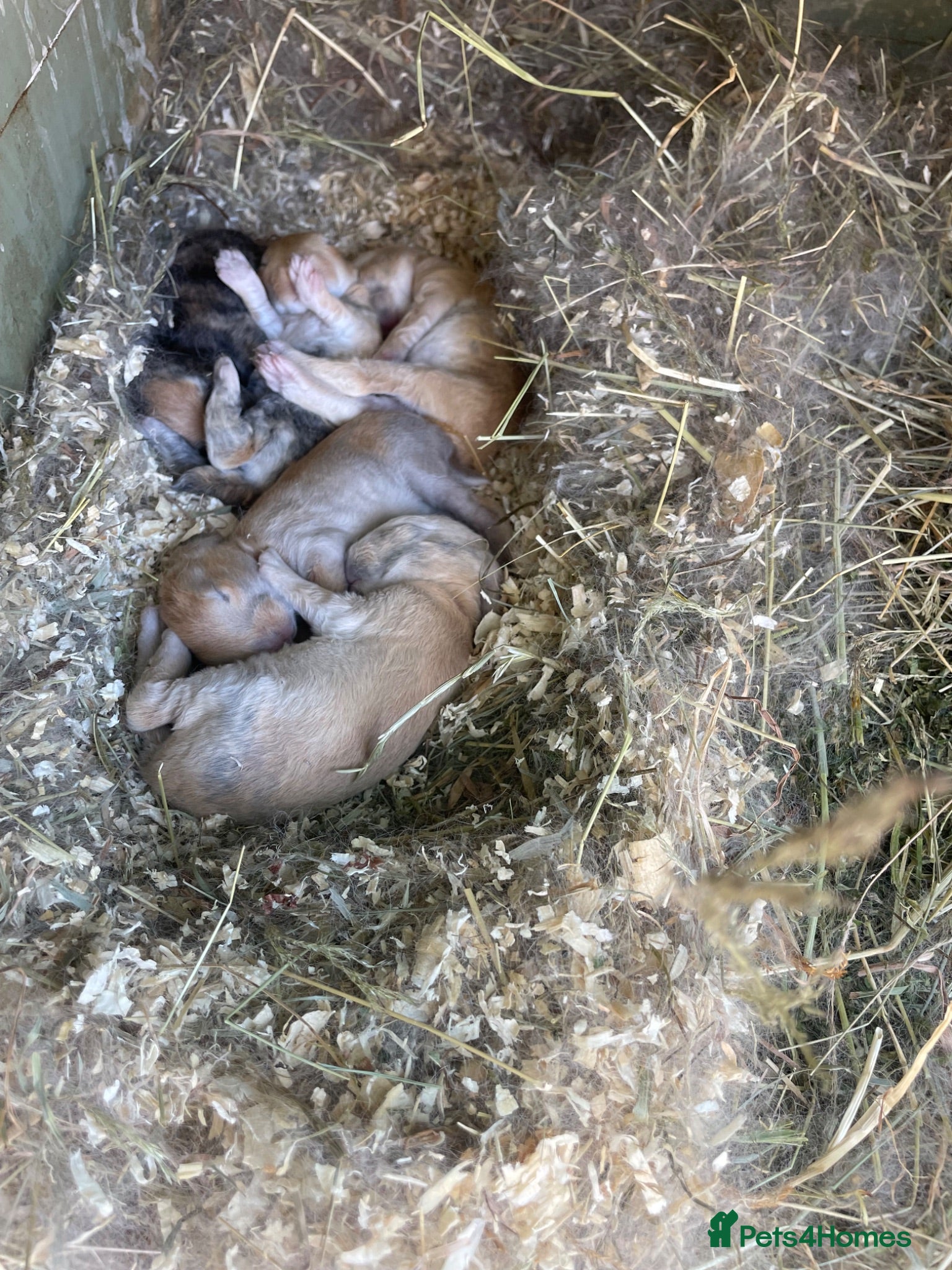 Mixed Breed rabbits Mixed sex Rex mix babies  - Advert 3