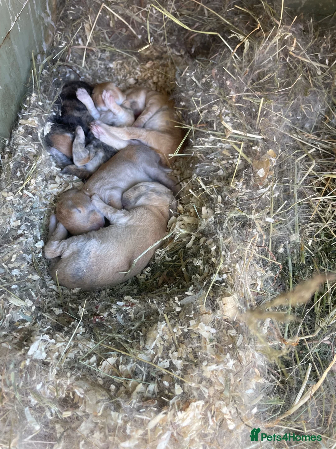 Mixed Breed rabbits for sale: Mixed sex Rex mix babies  - Advert 1