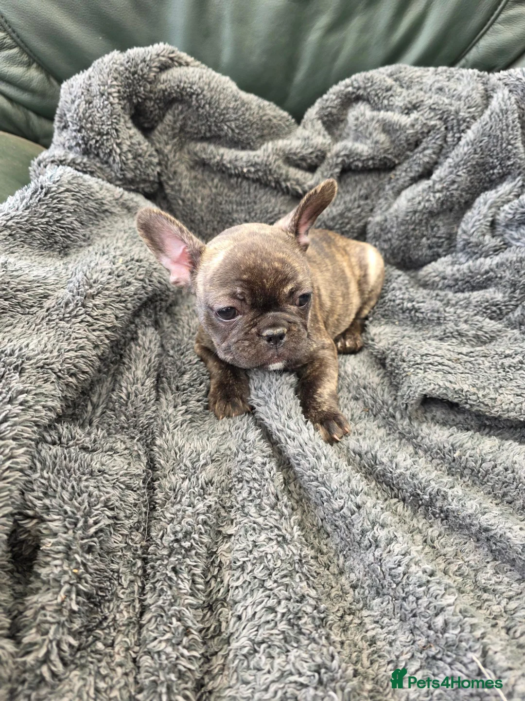 French Bulldog dogs for sale: French bulldog puppies  in Louth - Advert 2
