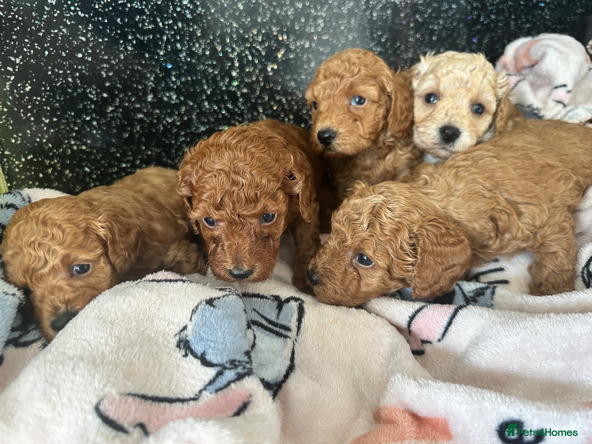 Cavapoo dogs Cavapoo f1b - Advert 7