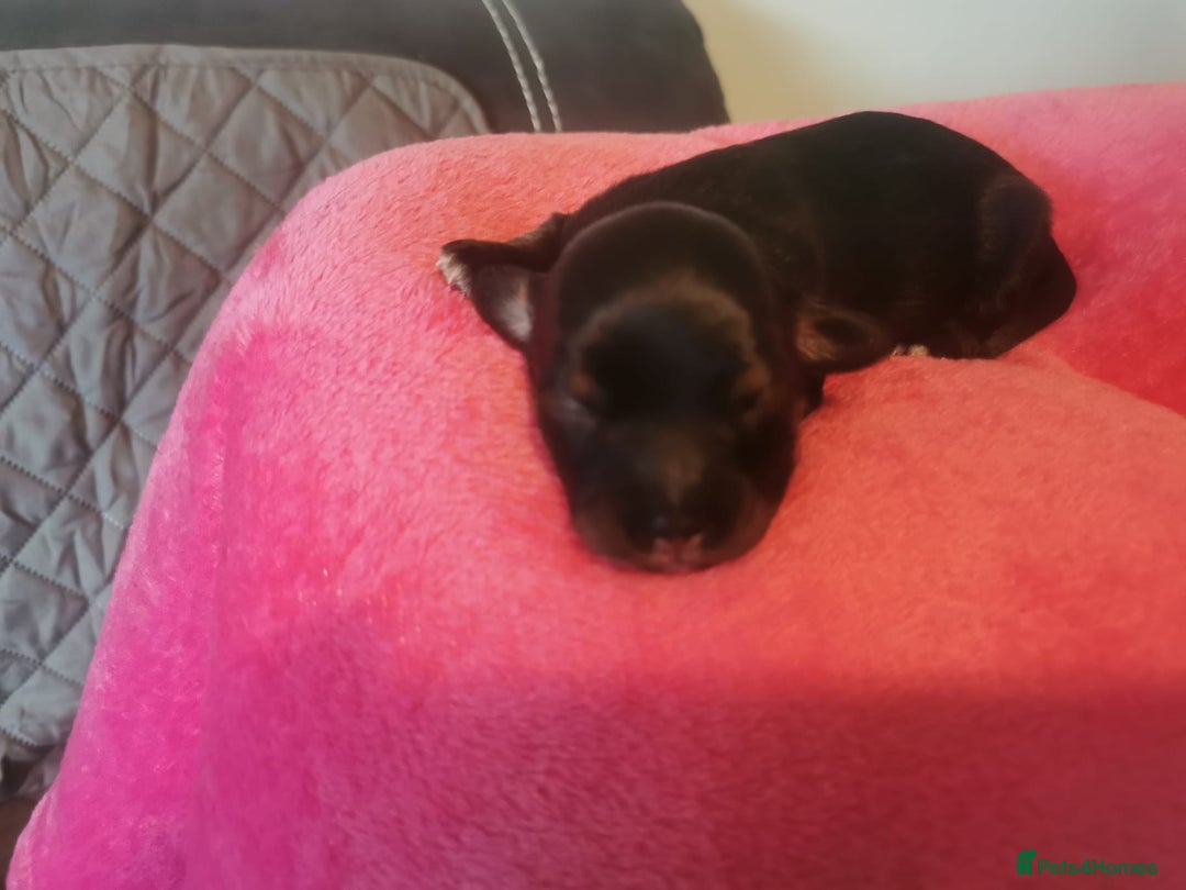Mixed Breed dogs for sale: Beautiful Zuchon Doxies - Advert 4