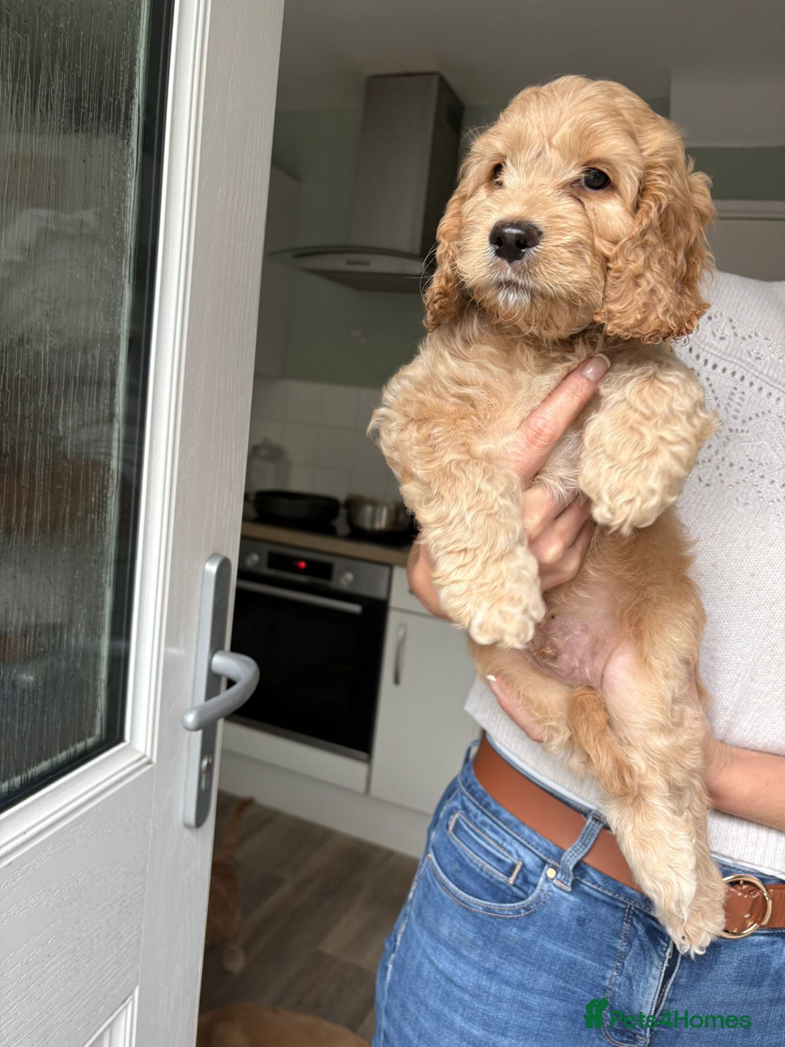 Cockapoo dogs Last beautiful boy left Gorgeous Golden Cockerpoo - Advert 2