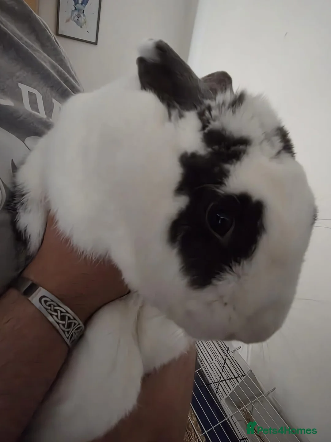 Mixed Breed rabbits for sale: Rabbit for rehoming in Ipswich - Advert 2