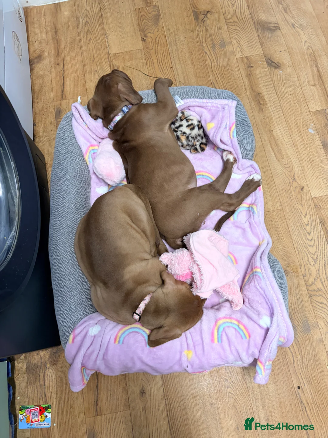 Mixed Breed dogs for sale: One girl left out of the litter  - Advert 4