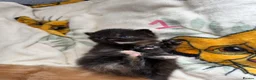 Domestic Shorthair cats for sale: Beautiful Kittens  in Sheerness - Advert 3