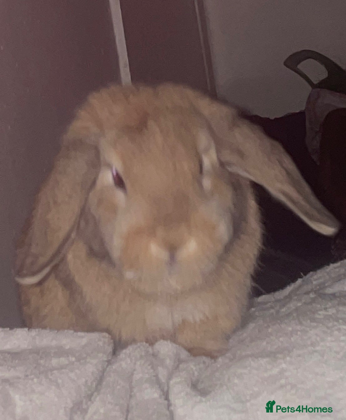 German Lop rabbits Very friendly bunny - Advert 1