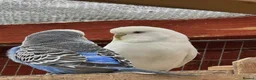 Budgerigars birds for sale: Adult budgies for sale , ready now  - Advert 13