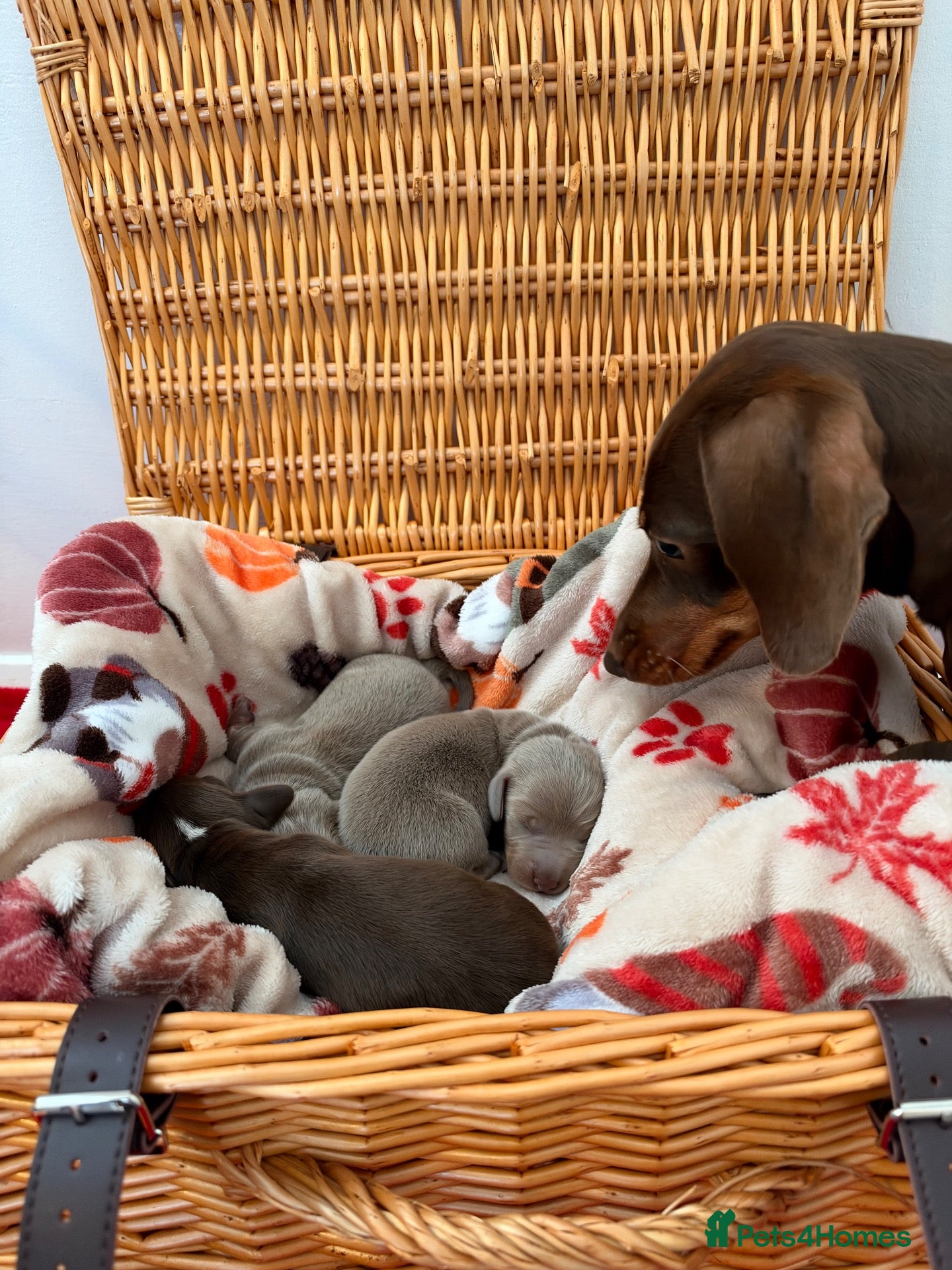 Miniature Dachshund dogs Stunning Miniature Dachshund - Advert 5