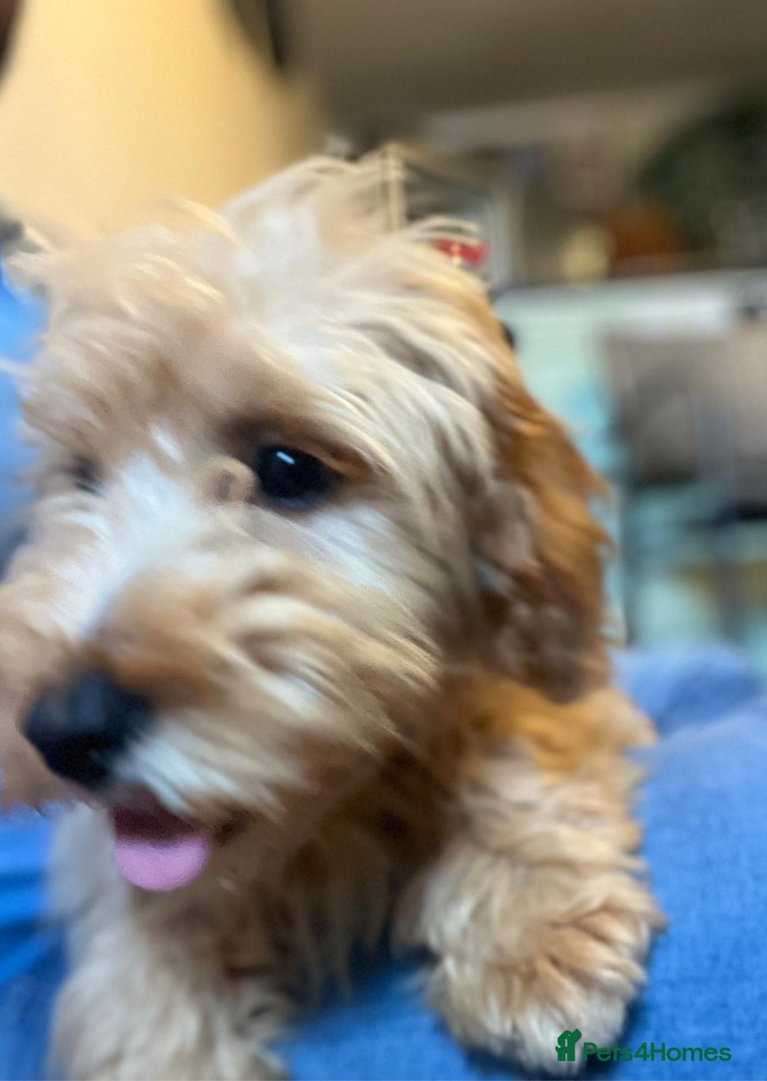 Cavachon dogs for sale: Cavavapoochon boy  - Image 6