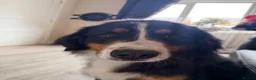 Bernese Mountain Dog dogs for sale: IKC 2 year old female  - Advert 4