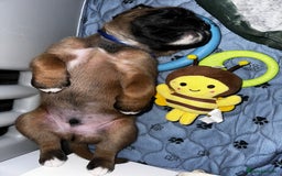 Boxer dogs for sale: Boxer Puppies KC registered  - Image 22