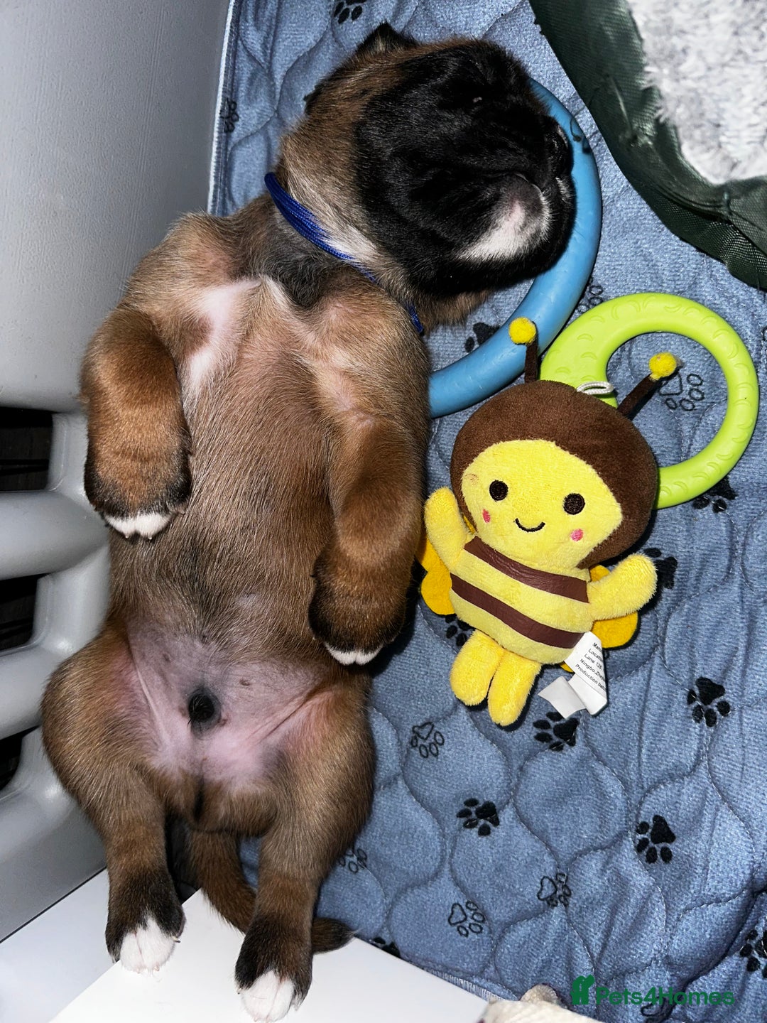 Boxer dogs for sale: Boxer Puppies KC registered  - Image 22