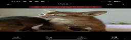 Abyssinian cats for sale: 🩷🩷 Sweet girl 🩷🩷  - Advert 11