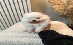 Pomeranian dogs for sale: Outstanding champion bloodline KC reg puppies  - Advert 25