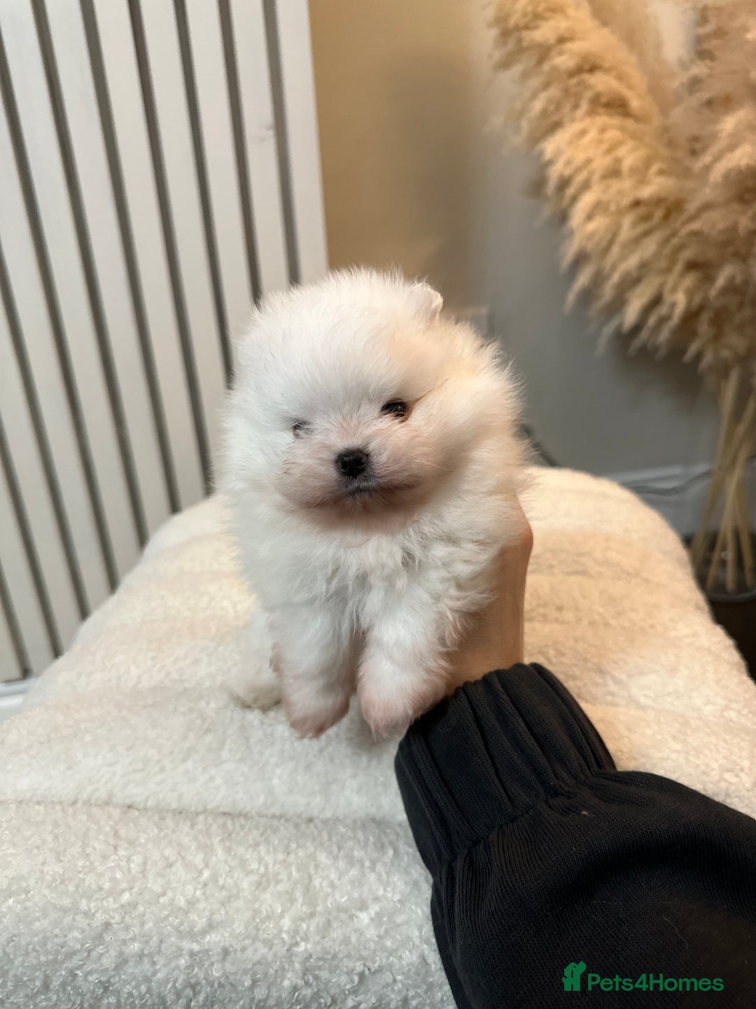 Pomeranian dogs for sale: Outstanding champion bloodline KC reg puppies  - Advert 25