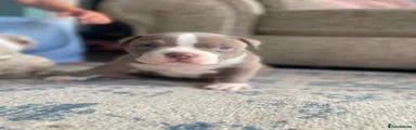 American Bully 2