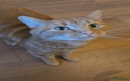 Mixed Breed cats for sale: Rehoming message for lower price - Image 11