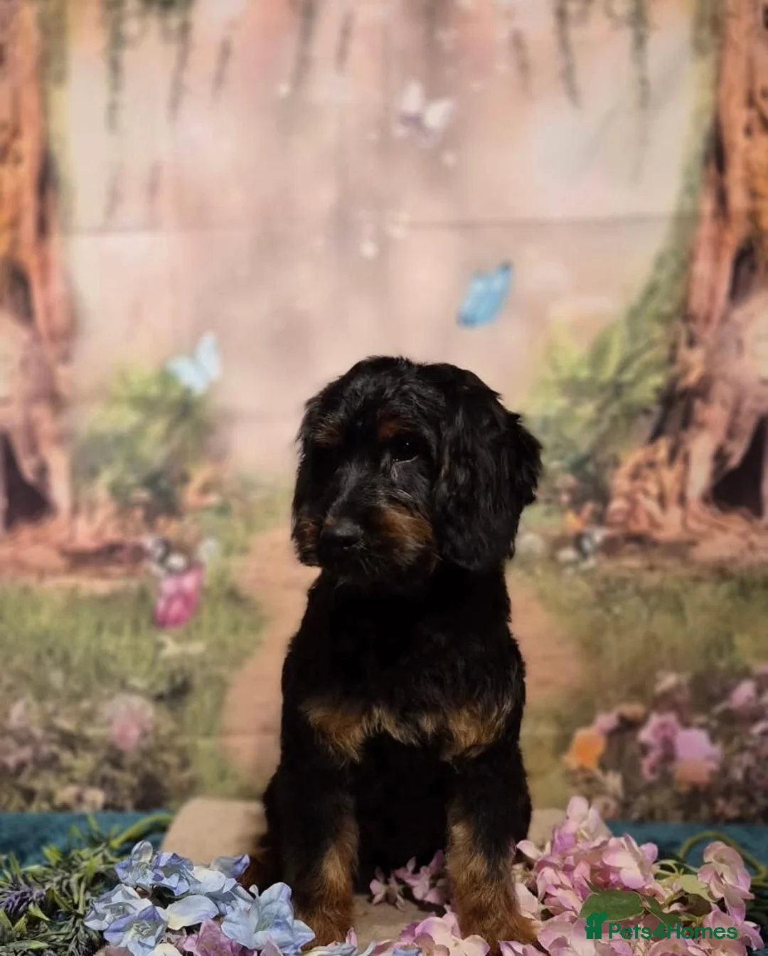 Cockapoo dogs for sale: Beautiful boy cockapop - Advert 2