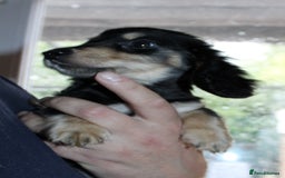 Miniature Dachshund dogs for sale: Black cream and black tan  - Image 5