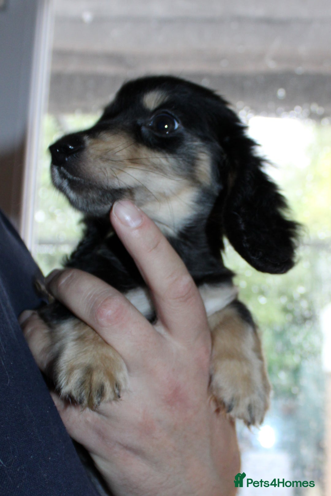 Miniature Dachshund dogs for sale: Black cream and black tan  - Image 5