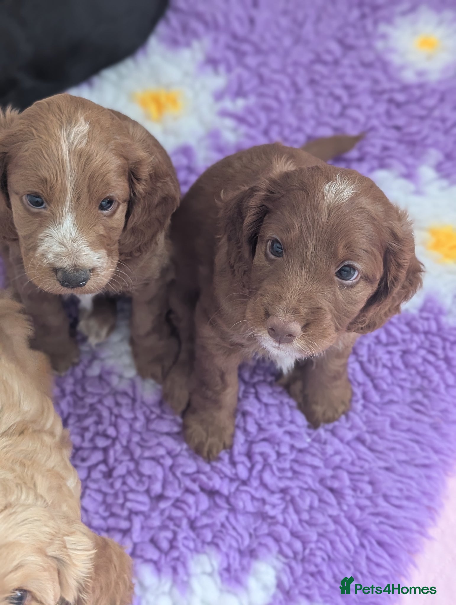 Cockapoo dogs ⭐Beautiful cockapoo puppies ready for viewings ⭐ - Advert 13