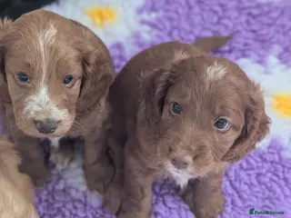 Cockapoo dogs ⭐⭐Ready now ⭐⭐ Beautiful cockapoo puppies ⭐ - Advert 4