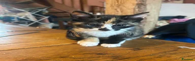 Mixed Breed Kitten 3