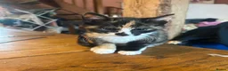 Mixed Breed cats for sale: Gorgeous Ginger, black & white female kitten in Clynderwen - Advert 3