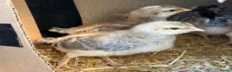 Chickens poultry for sale: Cream Crested Legbar Chicks (male) in Wedmore - Advert 2