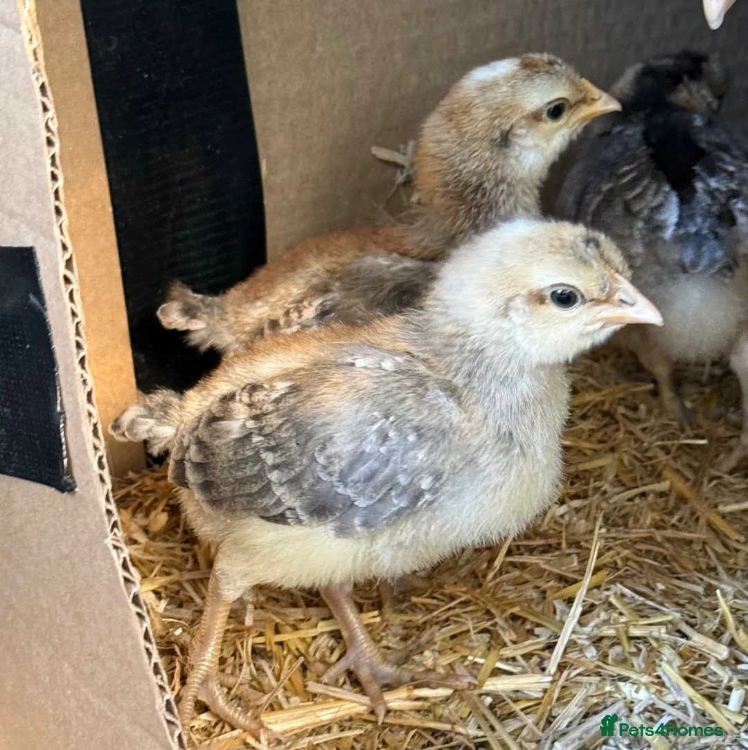 Chickens poultry for sale: Cream Crested Legbar Chicks (male) in Wedmore - Advert 2