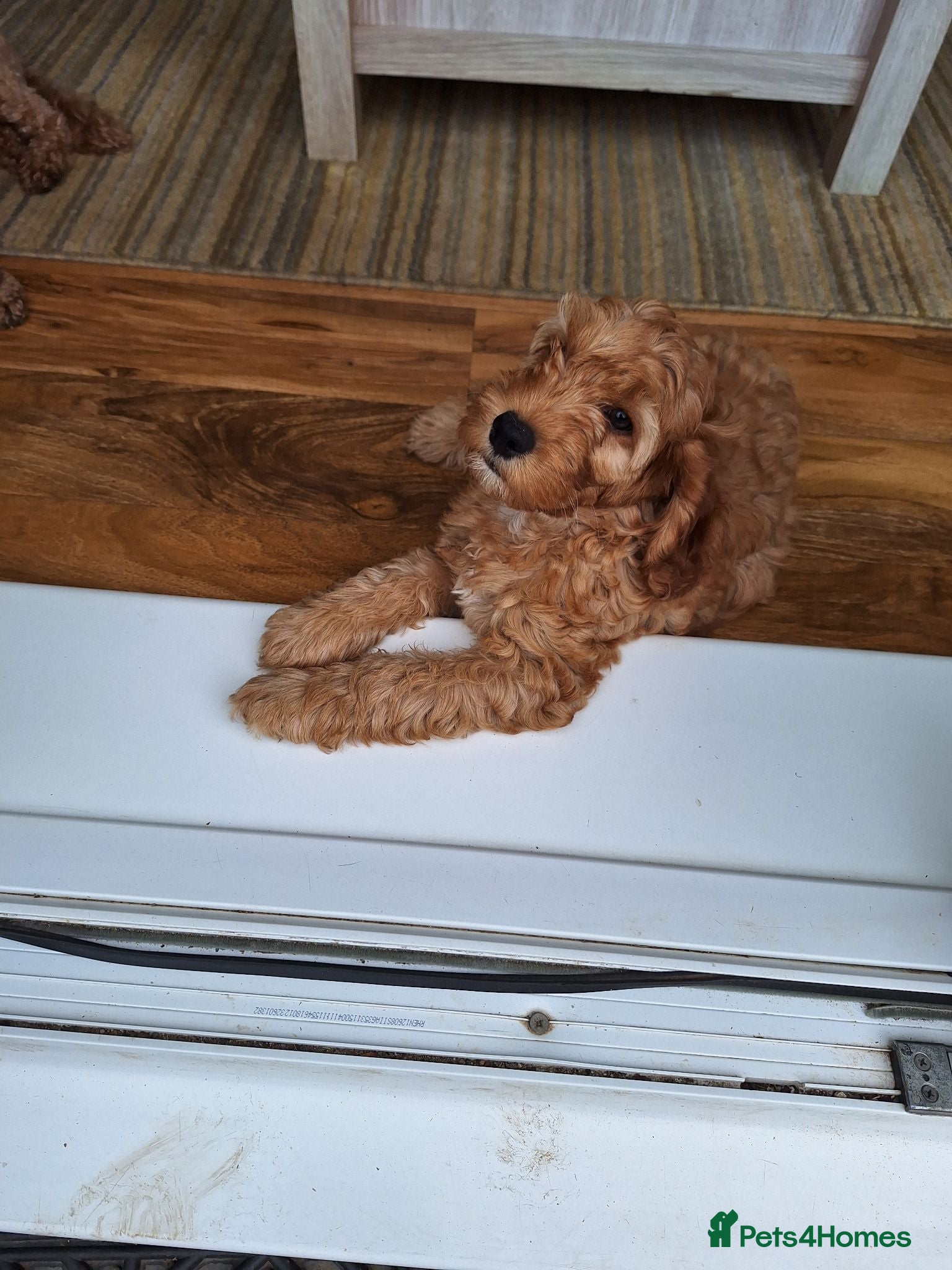 Cockapoo dogs Cockerpoo Puppies  - Advert 1