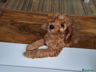 Cockapoo dogs Cockerpoo Puppies - Advert 1