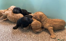 Cockapoo dogs for sale: Outstanding F1 cockapoo - Advert 11