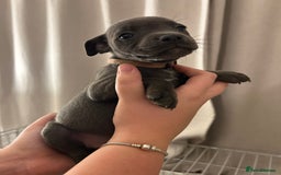 Staffordshire Bull Terrier dogs for sale: Stunning pure blue staffies - Image 30