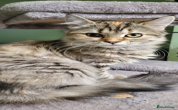 Siberian cats - Advert 1