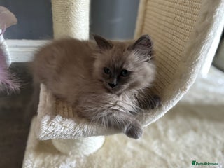 Ragdoll cats - Advert 20