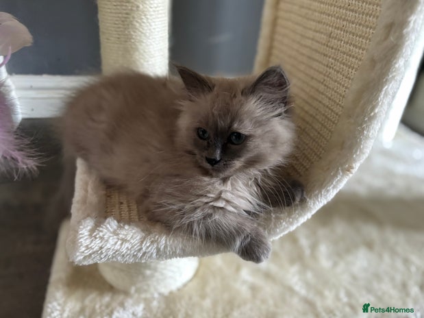 Ragdoll cats - Advert 10