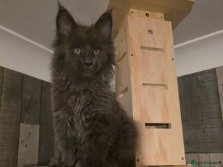 Maine Coon cats - Advert 1