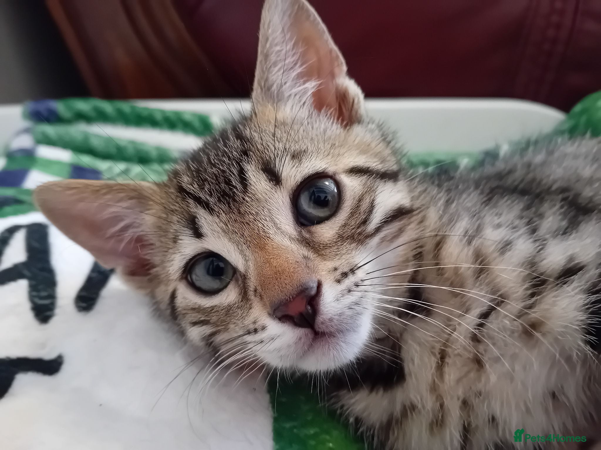Bengal cats HomeRaised Bengal x Blue British Shorthair Kittens - Advert 2