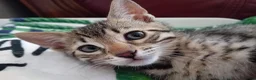 Bengal cats for sale: HomeRaised Bengal x Blue British Shorthair Kittens - Advert 1