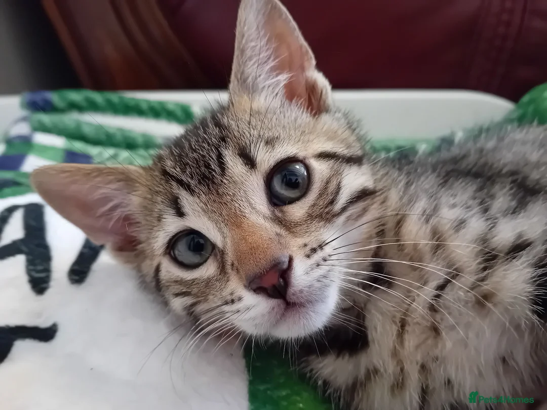 Bengal cats for sale: HomeRaised Bengal x Blue British Shorthair Kittens - Advert 1