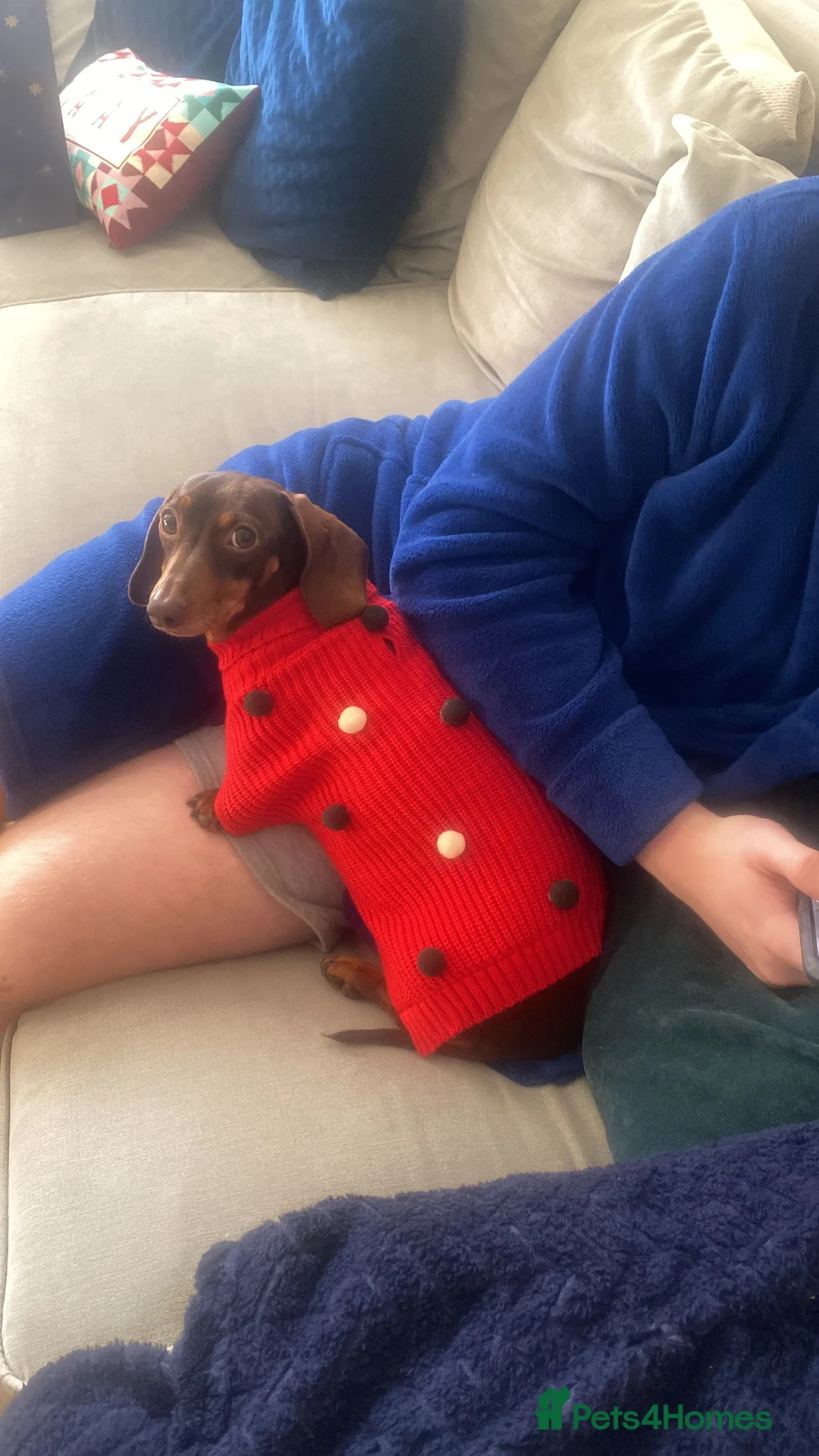Dachshund dogs for sale: 3 year girl dachshund for sale  in Halesowen - Advert 2