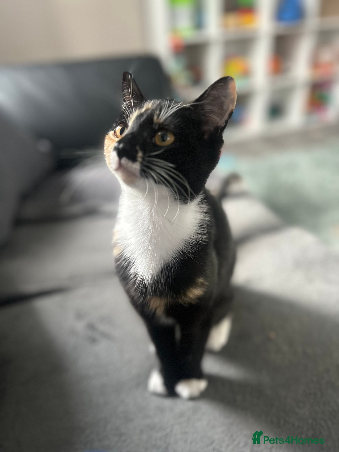 Mixed Breed cats for sale: 2 black & silver (tortoise shell) LEFT  - Image 2