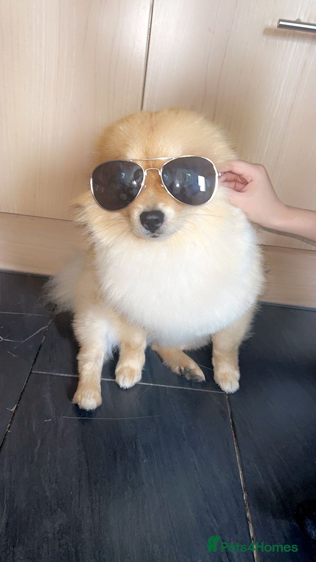 Pomeranian dogs for stud: Pomerian  - Advert 4