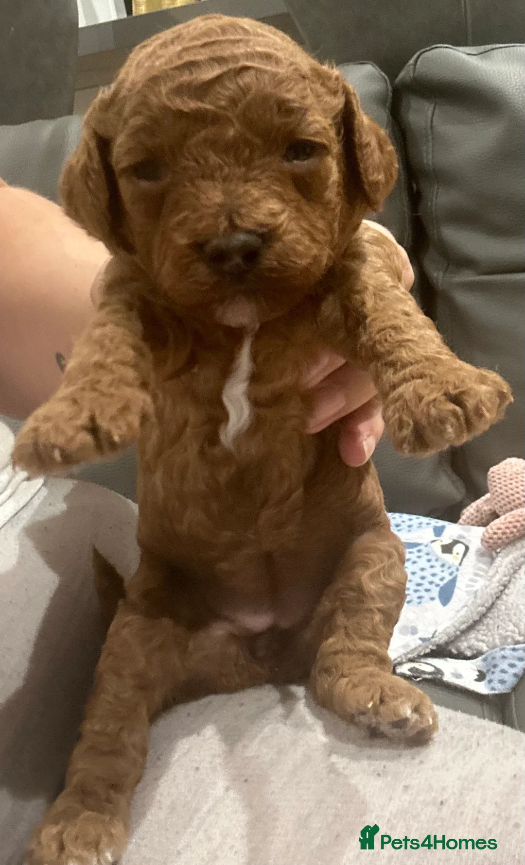Cavapoo dogs for sale: Extensively DNA health tested and trained girl   - Advert 35